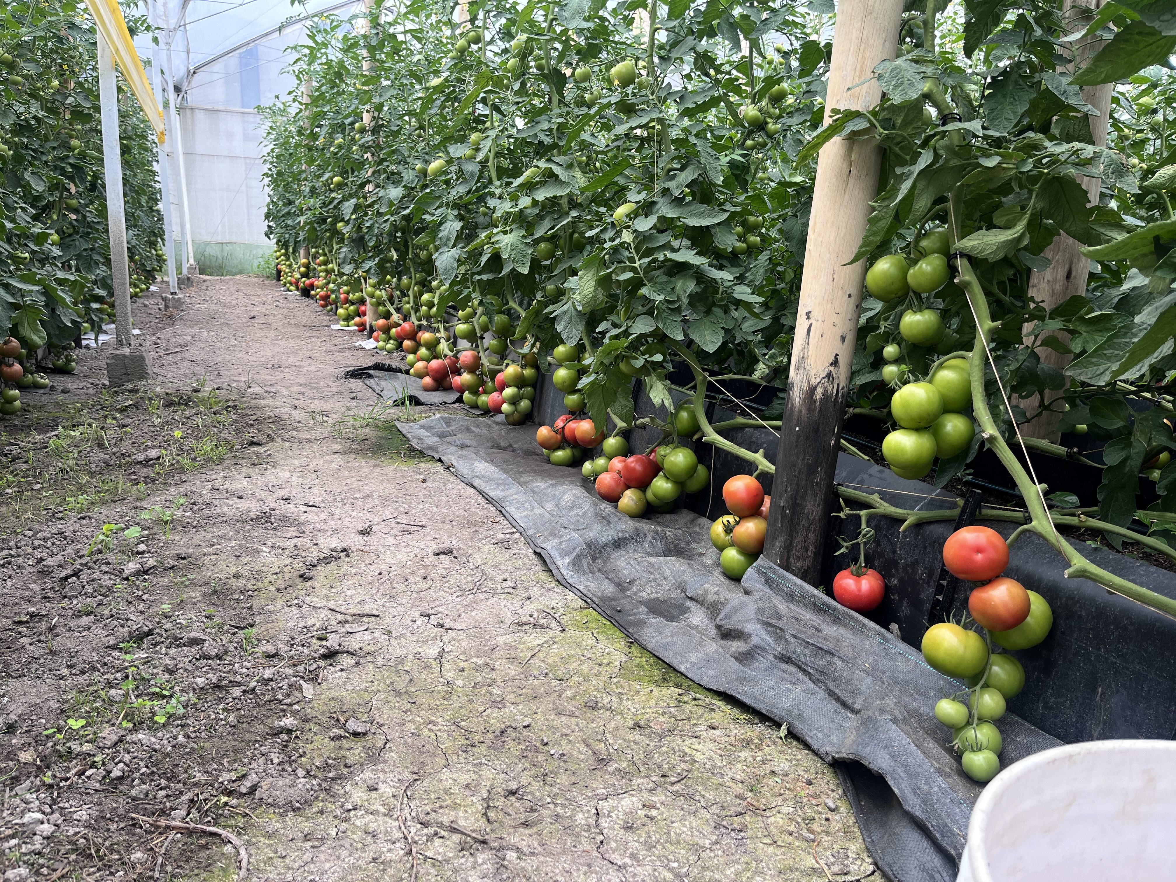 Cultivo de hortalizas